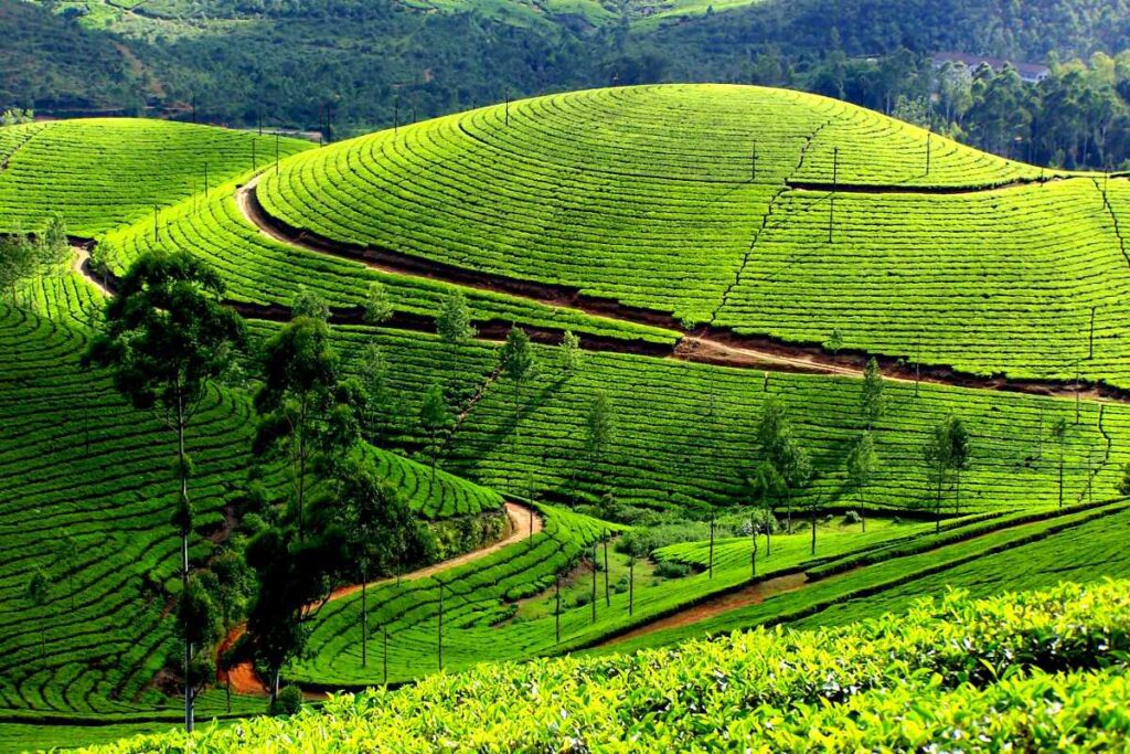 Munnar – South India’s Tea Heaven