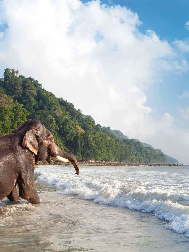 Why is Havelock Island of Andaman so popular?