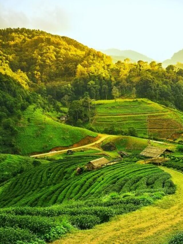 Travel with the beauty of Assam in January month